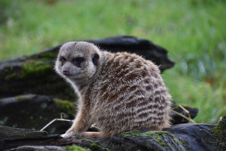 Stokstaartje | DierenWiki | Zoogdieren > Mangoesten > Stokstaartje